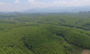 Vườn cây cao su Công ty CPCS Sa Thầy.