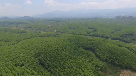 Vườn cây cao su Công ty CPCS Sa Thầy.