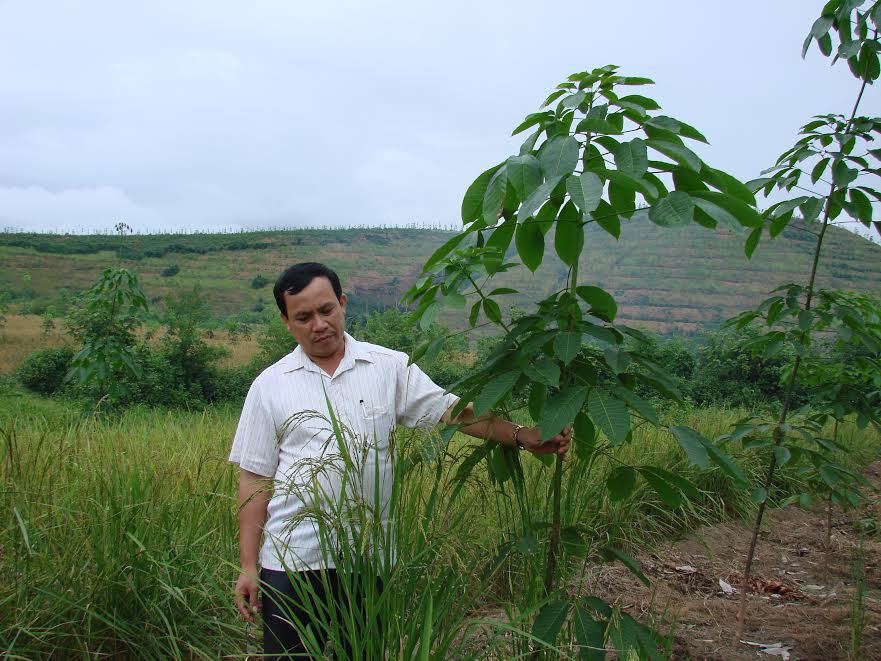 Giải pháp đồng bộ cho cao su miền núi phía Bắc