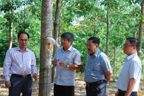 Phó TGĐ VRG Trần Công Kha kiểm tra công tác khai thác tại các đơn vị Tây Nguyên. Ảnh: Văn Vĩnh