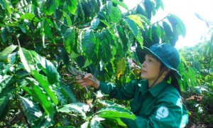 Sau giờ khai thác mủ trên lô, chị Yến tranh thủ làm thêm kinh tế gia đình.