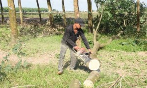 Công nhận gỗ cao su thanh lý là sản phẩm cao su sẽ tạo thuận lợi hơn cho doanh nghiệp trồng cao su trong điều kiện khó khăn hiện nay. Ảnh: Vũ Phong