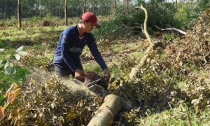 Thanh lý cao su chuẩn bị bàn giao đất xây dựng sân bay Long Thành. Ảnh: Vũ Phong.