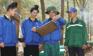Nuôi ong trong vườn cao su