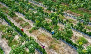 Tác phẩm “Thu hoạch trên vườn cây xen canh” của tác giả Bùi Việt Hưng đạt giải Nhất.