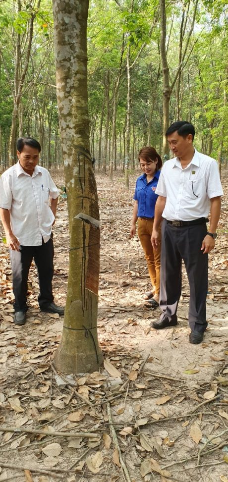 Lãnh đạo NT Lai Uyên kiểm tra vườn cây