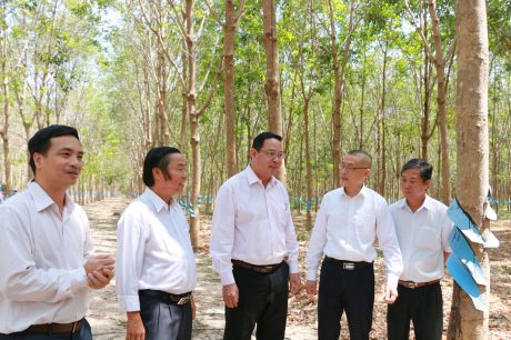 Phó TGĐ VRG Trương Minh Trung (giữa) cùng ông Vũ Quang Minh – Đại sứ Việt Nam tại CPC thăm vườn cây Công ty CPCS Chư Sê – Kampong Thom. Ảnh: Ngọc Cẩm