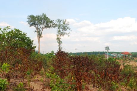 Hơn 1ha cà phê của anh Lê Công Trường đã chết khô vì thiếu nước