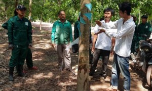 Cán bộ kỹ thuật công ty hướng dẫn CN người Campuchia kỹ thuật khai thác mủ cao su.