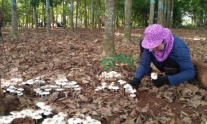 Chị Trang đang cạo mủ cao su tiểu điền ở ấp Liên Đức, xã Xà Bang, huyện Châu Đức, tỉnh Bà Rịa – Vũng Tàu thì gặp ổ nấm mối mọc. Trước đó, ổ nấm mối cũng mọc ở vị trí này vào năm 2018 chị cũng hái được.