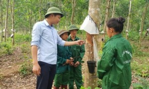 Anh Lý Văn Quý - Phó Phòng Kế hoạch Nông nghiệp, Công ty CPCS Lai Châu 2 kiểm tra kỹ thuật trên vườn cây.